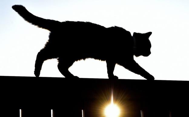 La singular forma de andar de los gatos que sólo imitan dos animales en la naturaleza