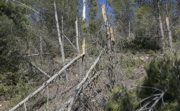 Los ecologistas piden prohibir la circulación por pistas forestales para reducir los incendios