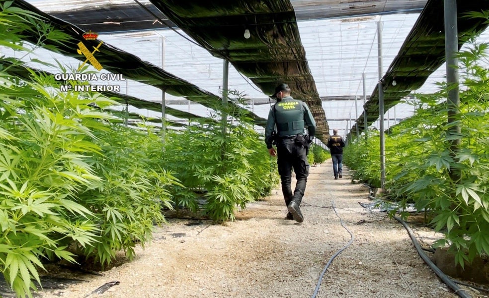 La red de esclavos de la marihuana, ante penas de 47 años de prisión