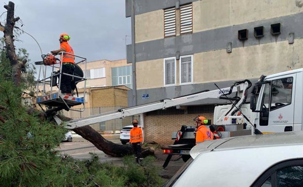 La caída de dos árboles causan destrozos en tres coches en Músico Ayllón de Valencia y otros dos en Barrio Beteró