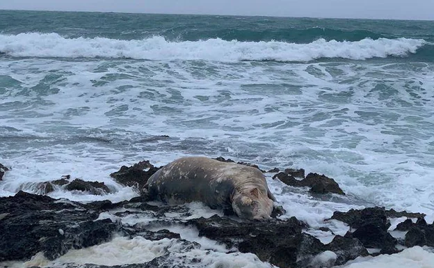 Aparece una vaca muerta en una playa de Xàbia