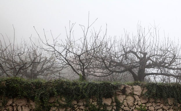 Cuarta temporada «catastrófica» para la cereza de la Montaña de Alicante