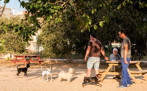 Almussafes obliga a los dueños de perros a limpiar la orina con agua y vinagre