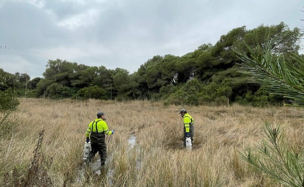 Valencia refuerza el tratamiento contra los mosquitos tras las lluvias