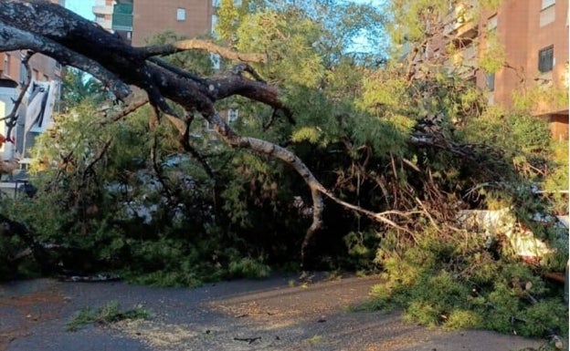 La caída de un árbol en Paterna causa daños en cuatro vehículos