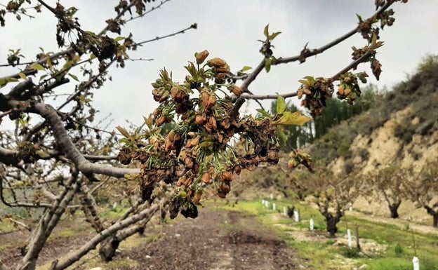 La Cooperativa de Cerezas Montaña de Alicante estima en 1,5 millones las pérdidas por el temporal