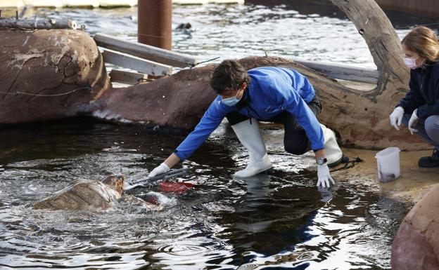 Morla, Charlie y Rosita, las tres tortugas marinas rescatadas, protagonistas de la nueva campaña del Oceanogràfic