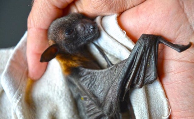 Nacen seis crías de murciélago zorro volador en Terra Natura Benidorm