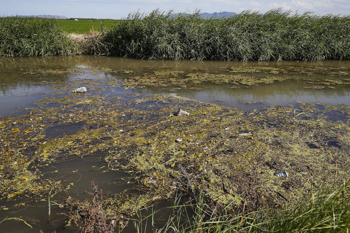 Los regantes alertan de la lentitud de los permisos para aportar agua a la Albufera