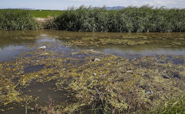 Los regantes alertan de la lentitud de los permisos para aportar agua a la Albufera