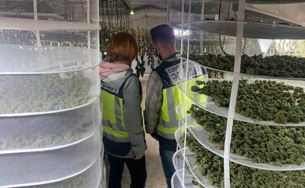 Desmantelan un laboratorio de marihuana en un chalet de Torrent