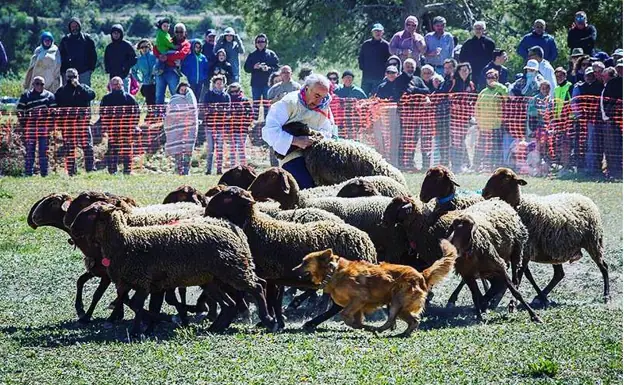 La Valleta de Agres recupera su concurso de perros pastores