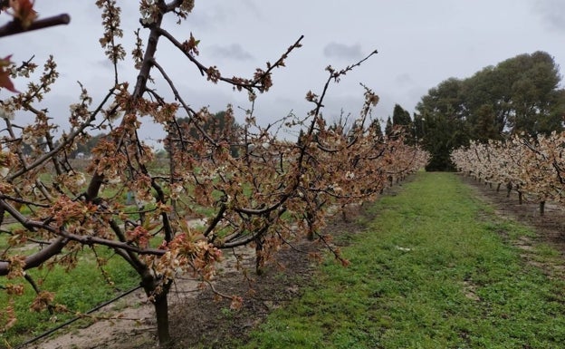 Los agricultores alicantinos pierden 22 millones de euros por el temporal de lluvia y nieve