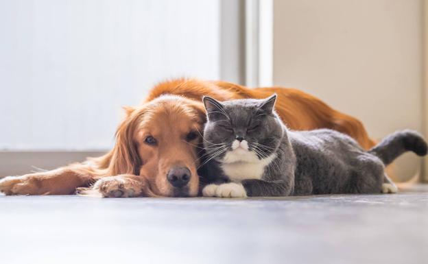 Lo que cuesta al año mantener a un perro y a un gato, según la OCU