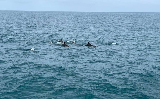 Primeros avistamientos de la temporada de ballenas rorcuales en aguas de Dénia