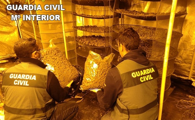 Dos detenidos en Canals por pertenencia a organización criminal y cultivo de drogas