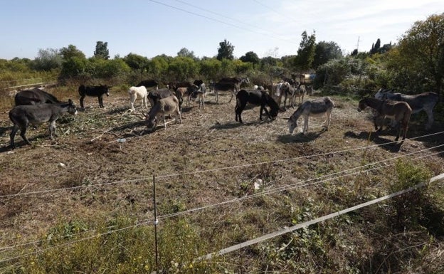 La Guardia Civil investiga al director del Desert de Les Palmes por la muerte de los diez burros