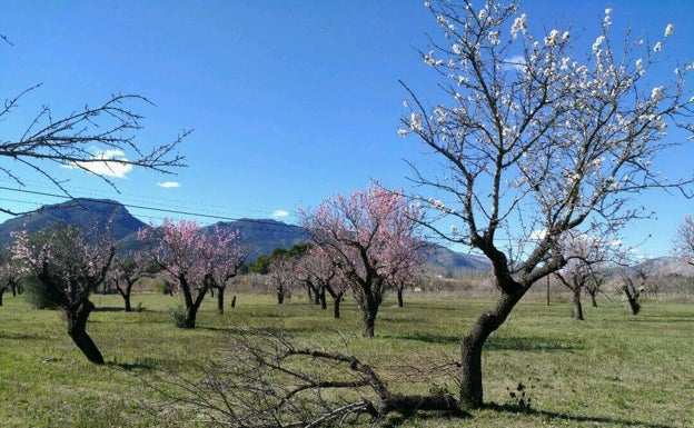 Asaja exige a la Generalitat que suspenda la tala para combatir la Xylella y apueste por la investigación