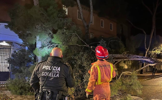 Caída de árboles y un acceso cortado, consecuencias del temporal en l'Horta