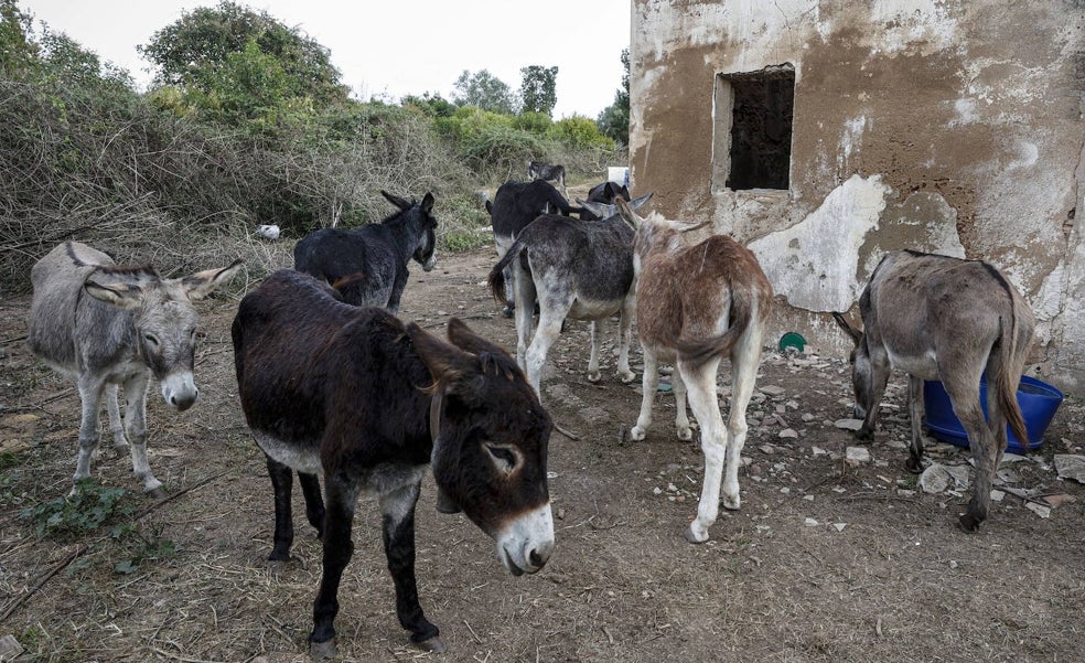 El misterio de los 20 burros perdidos