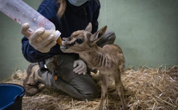 Cuidadores de Bioparc Valencia salvan a una gacela recién nacida criándola «a mano» con biberón