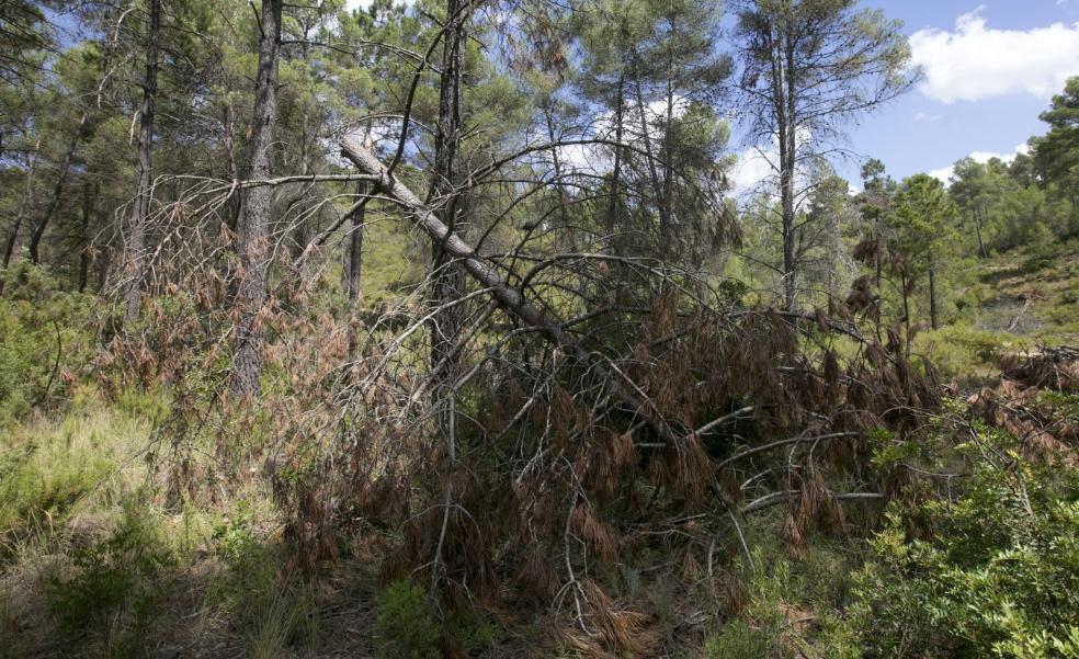 El Consell invierte ahora en gestión forestal planes diseñados hace ocho años