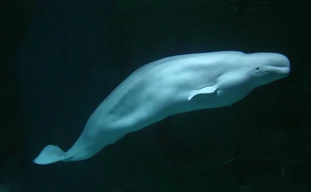 Muere el macho de beluga del Oceanogràfic de más de 60 años