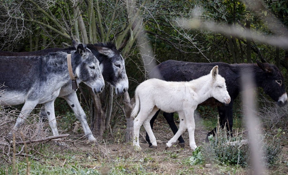 Los burros de Medio Ambiente murieron por desnutrición y no por «mano humana» como insinuó Mollà