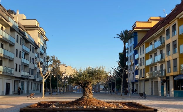 Un olivo centenario para recordar a las víctimas del Covid en Carcaixent