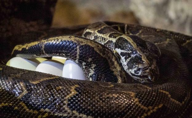 La serpiente más grande de África se pone de parto en el Bioparc y sorprende a los visitantes