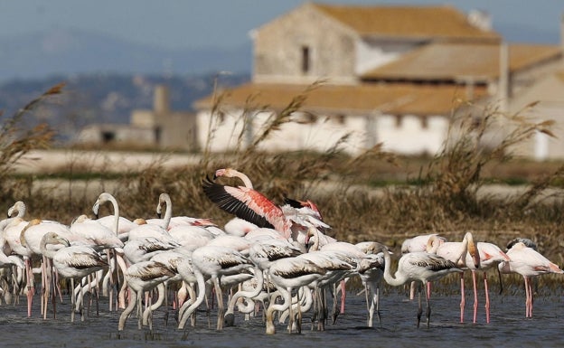 El Consell podrá nombrar a dedo al director de la Albufera