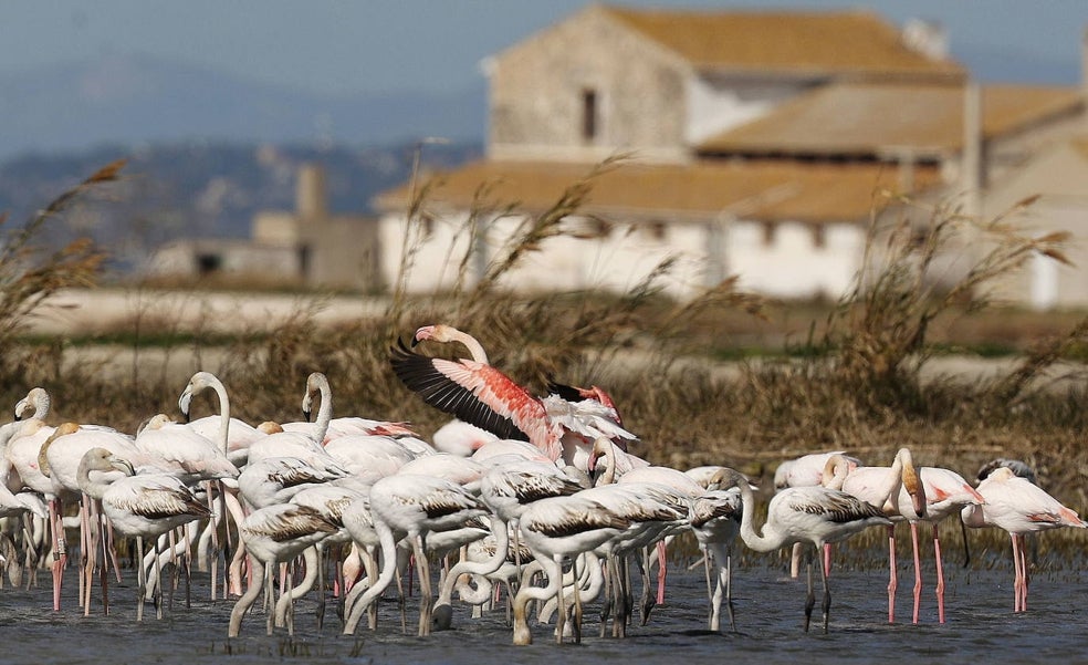 El Consell podrá nombrar a dedo al director de la Albufera