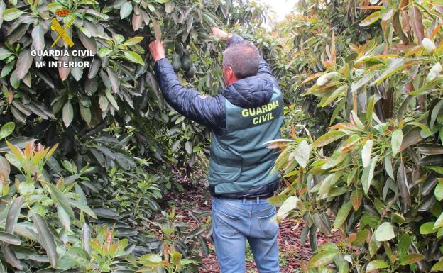 Dos detenidos por robar de más de cuatro toneladas de aguacates para venderlos en Valencia