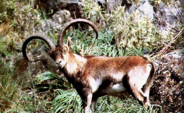 A Mollá también se le mueren las cabras