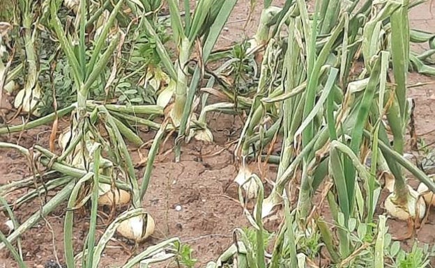 El campo acusa las lluvias: la puntilla a almendros, frutas de hueso y cítricos