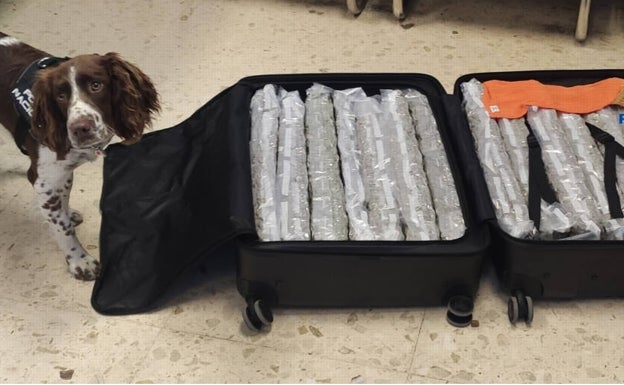 Detenida en el aeropuerto de Manises tras facturar una maleta con 15 kilos de marihuana