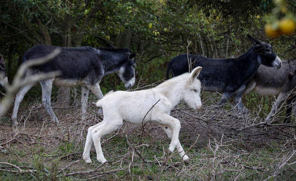 La Fiscalía ve un delito de maltrato animal en la muerte de los burros y pide explicaciones a la conselleria