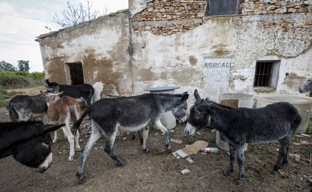 El PP responsabiliza a Mollá de la muerte de los burros