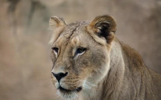 Muere Sortuda, la leona matriarca de Bioparc Valencia