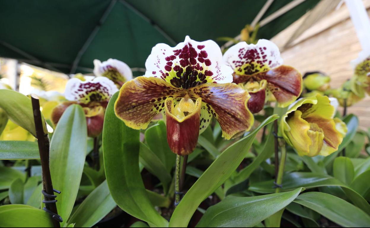 Orquídeas; cuidados | Orquídeas: cómo cuidarlas en casa para que vuelvan a  florecer | Las Provincias
