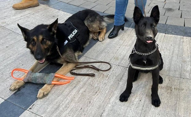 Los nuevos agentes caninos de Torrent han sido claves en una veintena de sanciones por tenencia de drogas