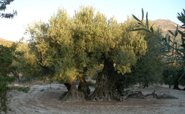 Una olivera pone a Benimassot en el mapa medioambiental de España