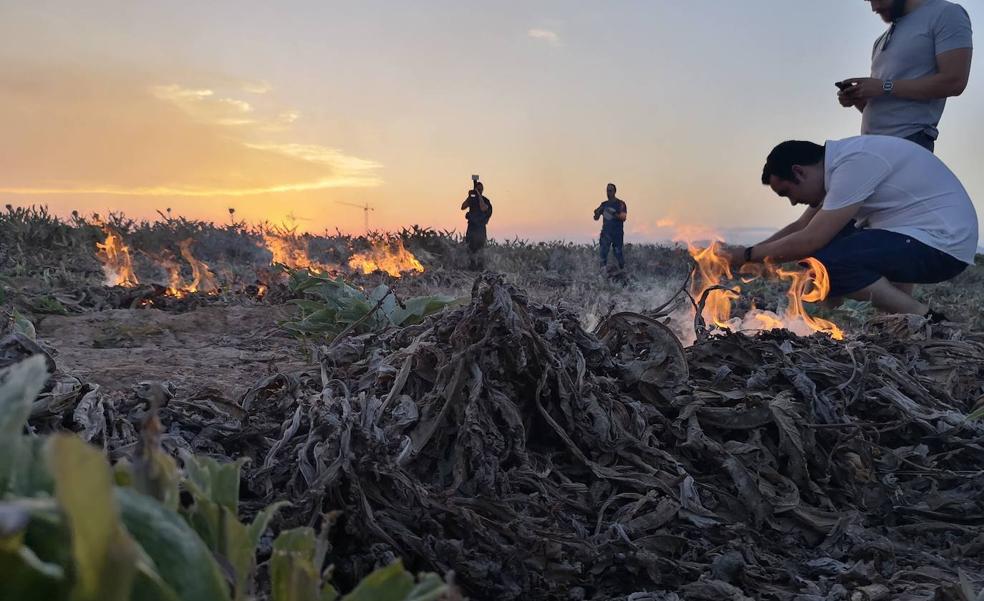 La presión de los agricultores fuerza a la conselleria a autorizar quemas para evitar plagas