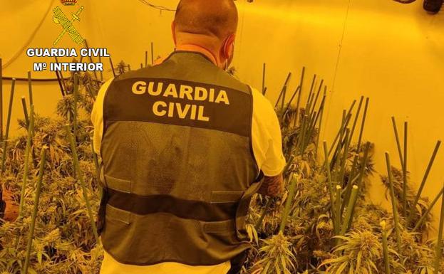 Detenido en Llíria un hombre con más de 200 plantas de marihuana en su chalé