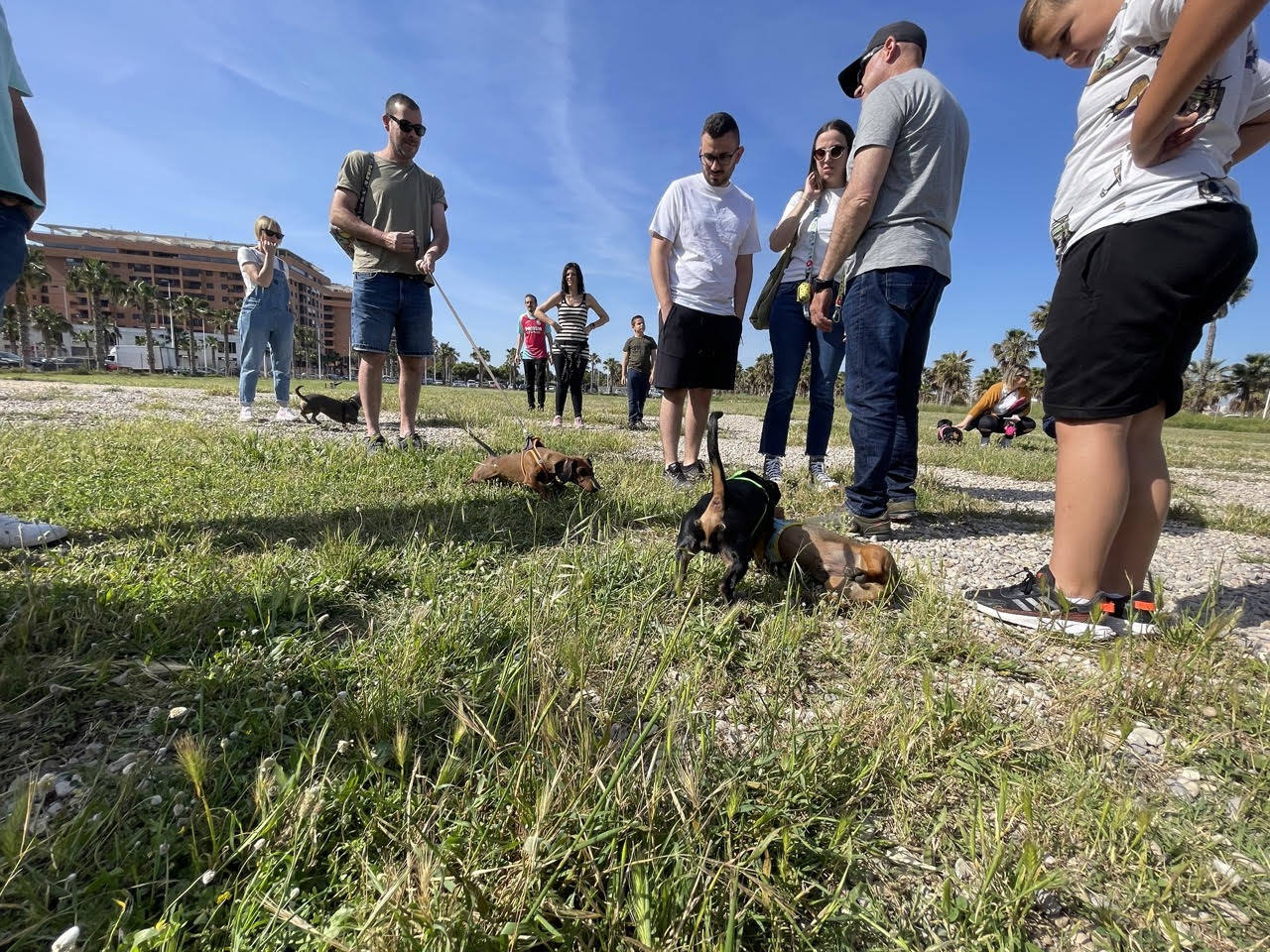 Reunión de perros salchicha en Valencia