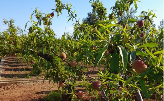 Las lluvias y los bajos precios amenazan los cultivos de fruta de la comarca con mayor producción