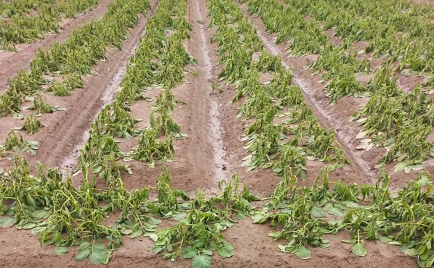 La Unió de Llauradors pide declarar l'Horta zona afectada gravemente por las lluvias por las pérdidas millonarias