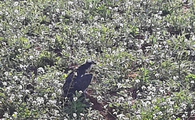 Fallece un águila pescadora en peligro de extinción en Sagunto