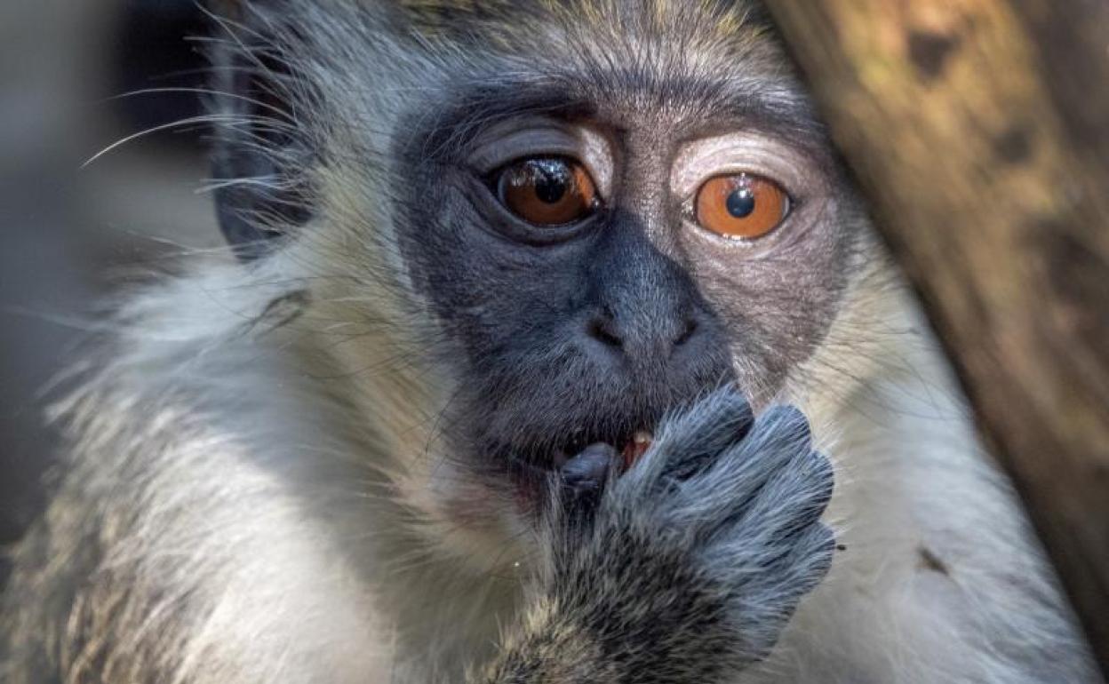Viruela del mono | Los síntomas de la viruela del mono y cómo se transmite  | Las Provincias