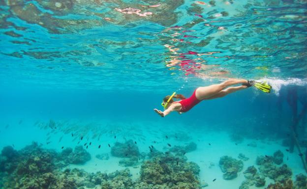 Predicen la extinción del coral del Caribe y las Bahamas